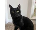 Adopt Kenobi Bongard a Domestic Short Hair