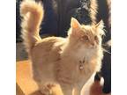 Adopt Jax Holcomb a Domestic Medium Hair