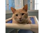Adopt Zane a Tan or Fawn Tabby Domestic Shorthair / Mixed cat in Greensboro