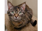 Adopt Muffin **Bonded with Biscuit** a Brown or Chocolate Domestic Shorthair /