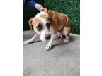 Adopt Fyona a Brown/Chocolate Boxer / Mixed dog in El Paso, TX (38889293)