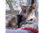 Adopt Meribeth a Calico or Dilute Calico Domestic Shorthair / Mixed cat in