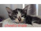 Adopt Cheeto a Domestic Mediumhair / Mixed (short coat) cat in Athens
