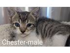 Adopt Chester a Domestic Mediumhair / Mixed (short coat) cat in Athens