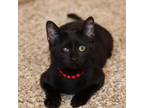 Adopt Jillie a All Black Domestic Shorthair / Mixed cat in Shawnee