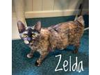 Adopt Zelda a Tortoiseshell Domestic Shorthair (short coat) cat in Johnston