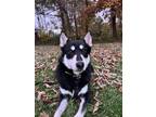 Adopt Gucci a Black - with White Shepsky / Mixed dog in Martinsburg