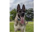 Adopt Dexter a Black - with Gray or Silver German Shepherd Dog / Mixed dog in