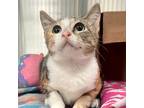 Adopt Padma a Calico or Dilute Calico Domestic Shorthair / Mixed cat in