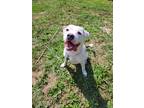 Adopt Apollo a White American Pit Bull Terrier / Mixed dog in Hudson