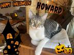 Adopt Howard a Domestic Shorthair / Mixed (short coat) cat in Chandler