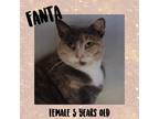 Adopt Fanta a Domestic Shorthair / Mixed (short coat) cat in Port Jervis