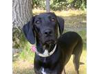 Adopt Helen a Black - with Tan, Yellow or Fawn Labrador Retriever / Coonhound