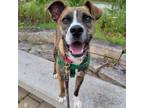 Adopt Bobo a Brindle Mixed Breed (Large) / Mixed dog in Wheaton, IL (38757101)