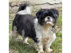 Adopt Sweet Mama a Black - with White Shih Tzu / Mixed dog in Bonita Springs