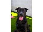 Adopt Uno a Black Shepherd (Unknown Type) / Mixed dog in Newport Beach