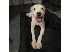 Adopt Luna a White - with Tan, Yellow or Fawn American Staffordshire Terrier /