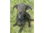 Adopt Hank a Black Hound (Unknown Type) / German Shepherd Dog / Mixed dog in