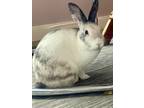 Adopt Ames a White Harlequin rabbit in Westford, MA (38763136)