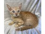 Adopt Munchkin a Orange or Red Domestic Shorthair / Domestic Shorthair / Mixed