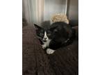Adopt Elton John a Domestic Shorthair / Mixed (short coat) cat in Chico