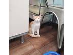Adopt Worf a Orange or Red Domestic Shorthair / Mixed cat in Texas City