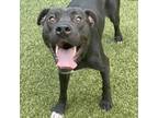 Adopt Blu a Black Pit Bull Terrier / Mixed dog in Greensboro, NC (38869473)