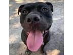 Adopt Arnie a Black Mixed Breed (Medium) / Mixed dog in Port Richey