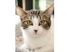 Adopt Pumpkin a Brown or Chocolate Domestic Shorthair / Domestic Shorthair /