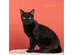Adopt Pepe Le Pew a Domestic Shorthair / Mixed (short coat) cat in San Jacinto