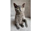 Adopt Earl Grey a Domestic Shorthair / Mixed (short coat) cat in San Jacinto
