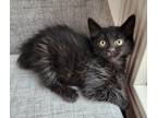 Adopt Curly a Manx / Mixed (long coat) cat in San Jacinto, CA (38864711)