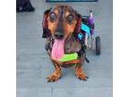 Adopt Rowdy a Brown/Chocolate Dachshund / Mixed dog in FREEPORT, FL (38852765)