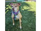 Adopt Gracie a Tan/Yellow/Fawn Mixed Breed (Large) / Mixed dog in Naples