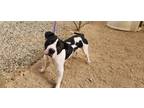 Adopt Domino a American Pit Bull Terrier / Mixed dog in California City