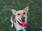Adopt COCO a Tan/Yellow/Fawn Shepherd (Unknown Type) / Mixed dog in San Antonio