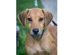 Adopt Lance a Tan/Yellow/Fawn Mixed Breed (Medium) / Mixed dog in Greenwood