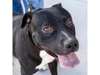 Adopt Chong a Black Mixed Breed (Medium) / Mixed dog in Las Cruces