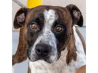 Adopt Cheech a White - with Tan, Yellow or Fawn Mixed Breed (Medium) / Mixed dog