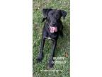 Adopt Buddy a Labrador Retriever / Mixed Breed (Medium) / Mixed dog in Conroe