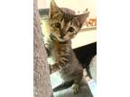 Adopt Paulo a Domestic Shorthair / Mixed (short coat) cat in Newnan