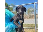 Adopt Doria a Black Labrador Retriever / Mixed dog in Edinburg, TX (38755089)