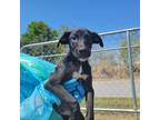 Adopt Page a Black Labrador Retriever / Mixed dog in Edinburg, TX (38755088)