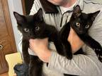 Adopt Bean a All Black Domestic Shorthair / Mixed (short coat) cat in Kentwood