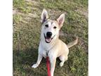 Adopt Penelope a White - with Tan, Yellow or Fawn Siberian Husky / Mixed dog in