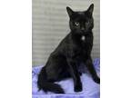 Adopt Merlin a Domestic Shorthair / Mixed (short coat) cat in Greensboro