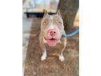 Adopt London a American Pit Bull Terrier / Mixed dog in Chico, CA (38805190)