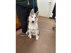 Adopt Astro a Husky / Mixed dog in Chico, CA (38805183)