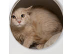 Adopt Tom a Orange or Red Domestic Mediumhair / Domestic Shorthair / Mixed cat
