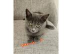 Adopt Dusty a Domestic Shorthair / Mixed (short coat) cat in San Jacinto